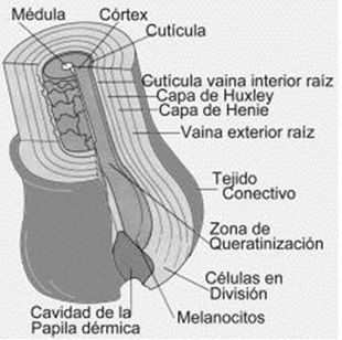 dibujo de las zonas internas de un pelo, medula, cortex, cuticula, cavidad de la papila dermica