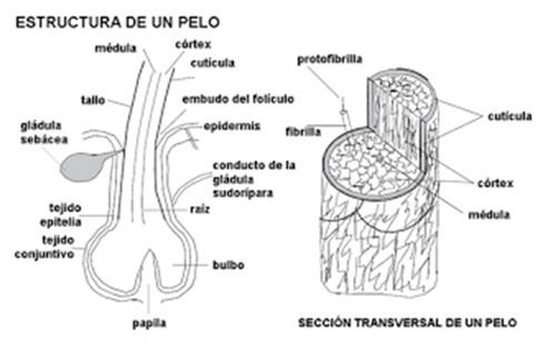 Dibujo de la estructura de un pelo