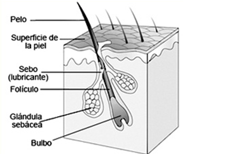 Sección de un pelo, superficie de la piel, sebo lubricante, foliculo, glandula sebacea, bulbo