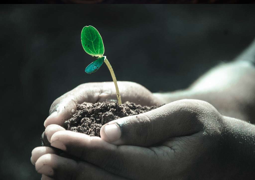 foto de unas manos que en su interior tienen una planta