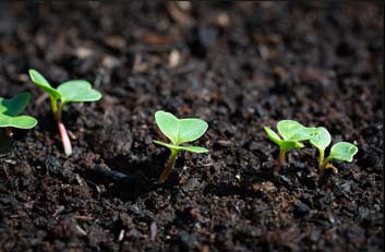 Zona de tierra donde brotan algunas plantas - Injerto Capilar Gijón