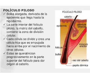 Ilustracción foliculo piloso