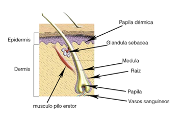 Sección de las partes de un foliculo - Injerto Capilar Gijón